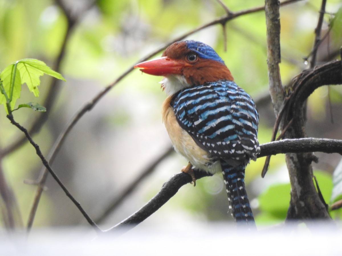 Banded Kingfisher (Banded) - ML619922056