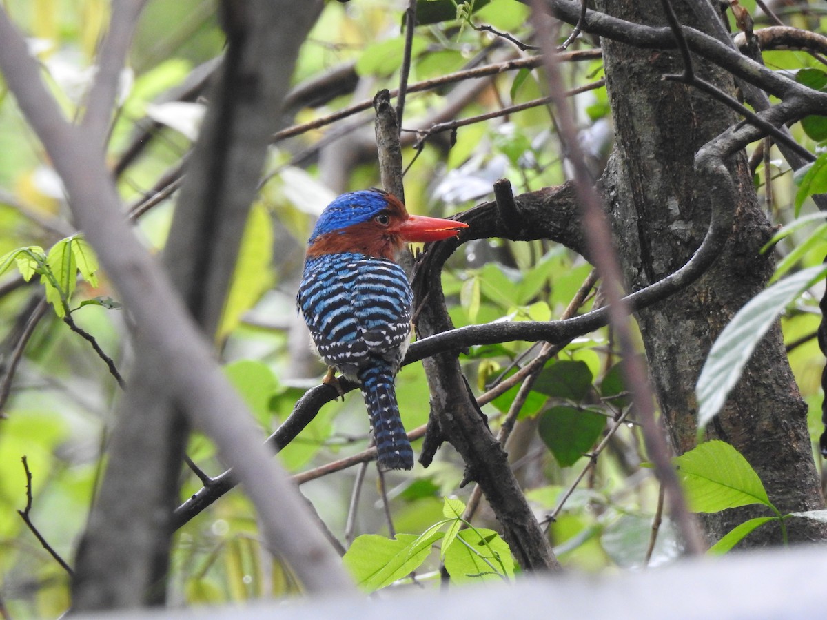 Banded Kingfisher (Banded) - ML619922059