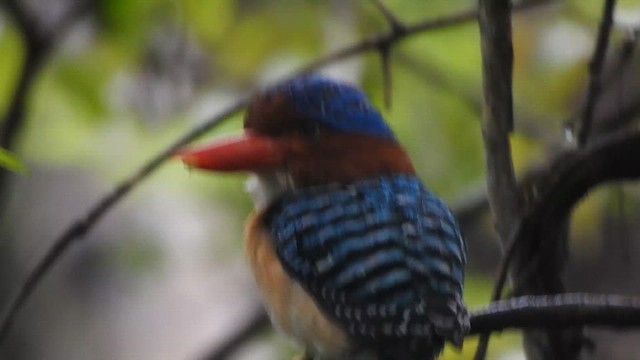 Banded Kingfisher (Banded) - ML619922065
