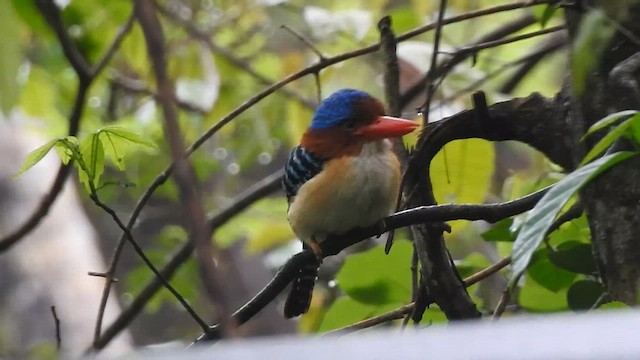 Banded Kingfisher (Banded) - ML619922066