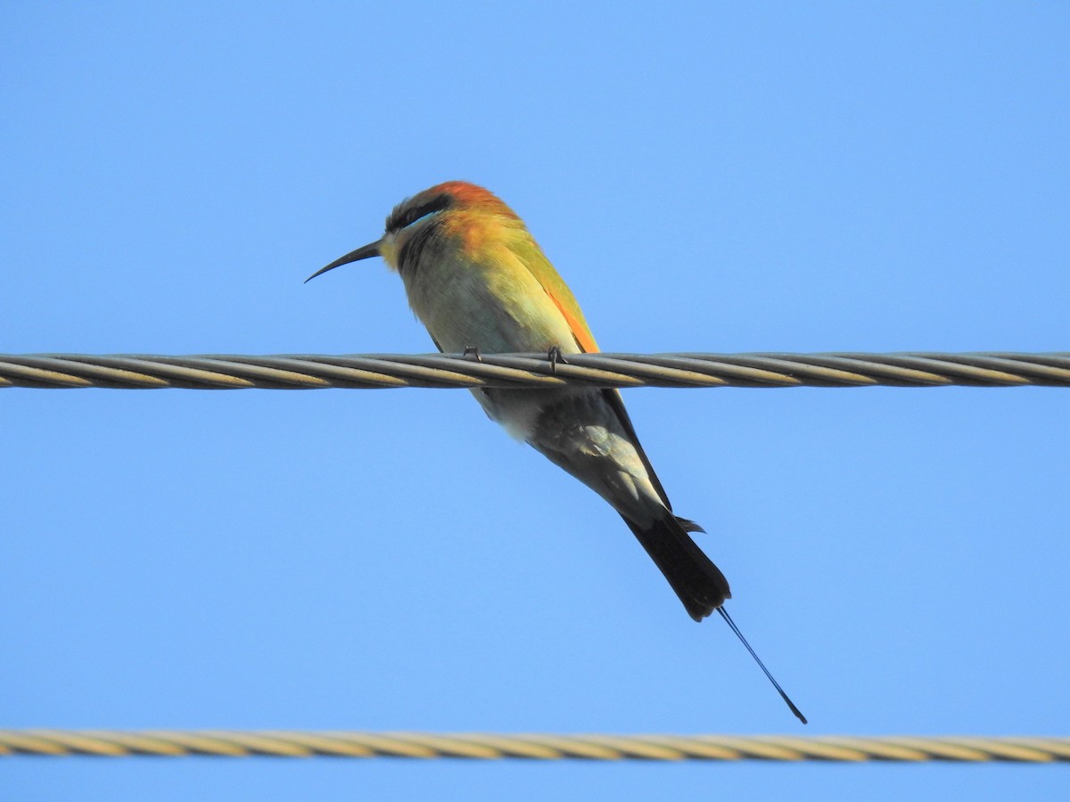 Rainbow Bee-eater - ML619922074