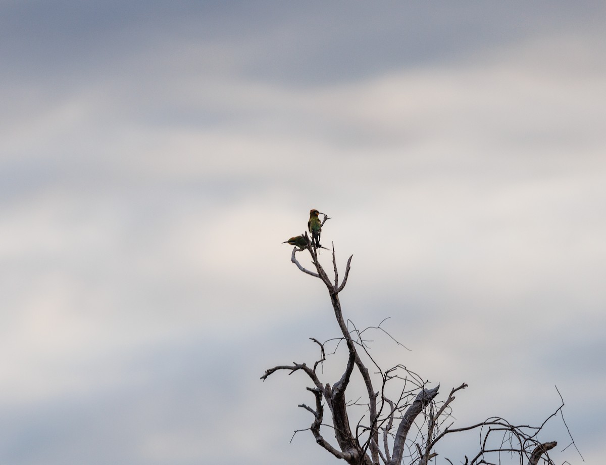 Rainbow Bee-eater - ML619922088
