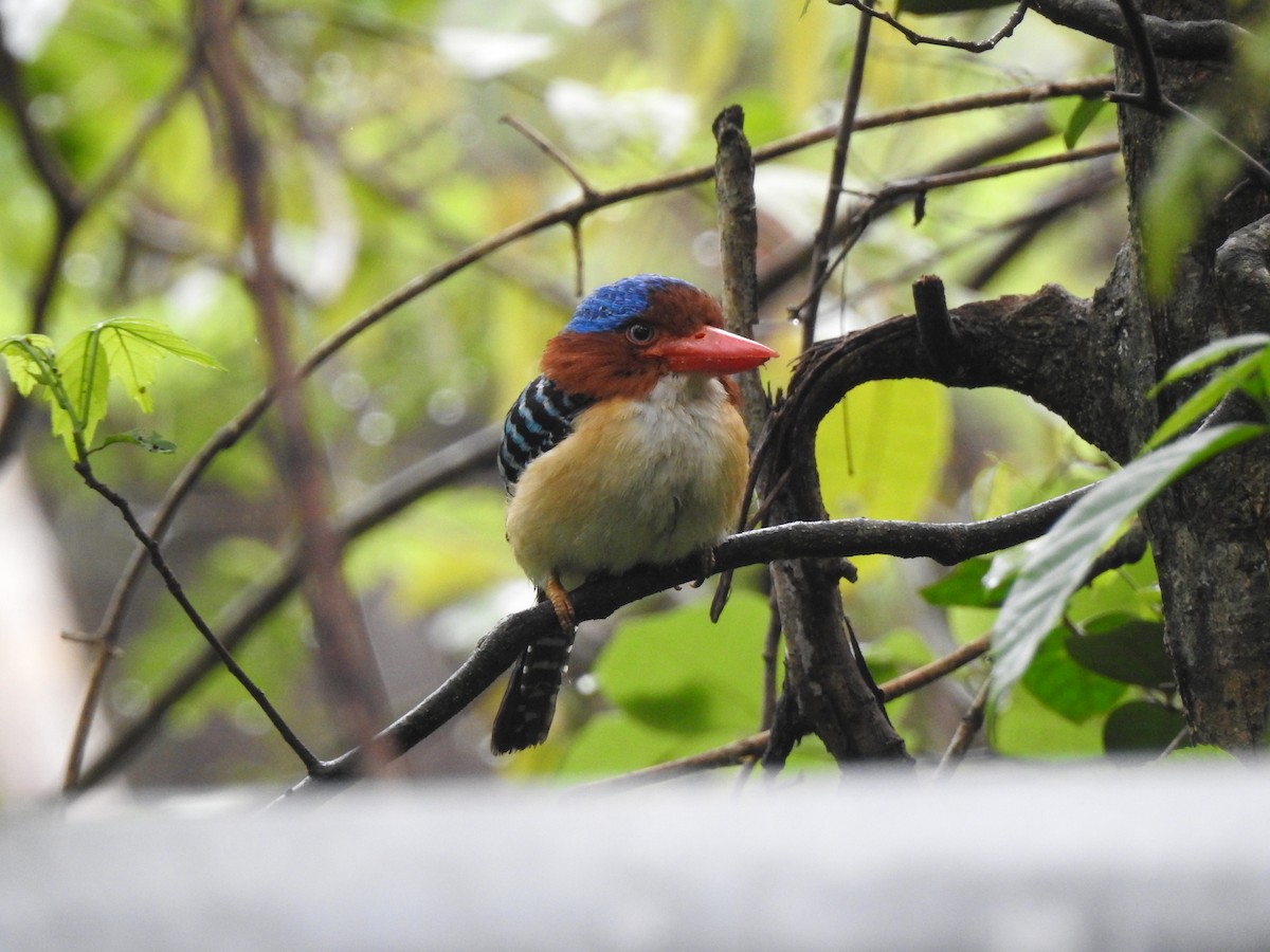 Banded Kingfisher (Banded) - ML619922091