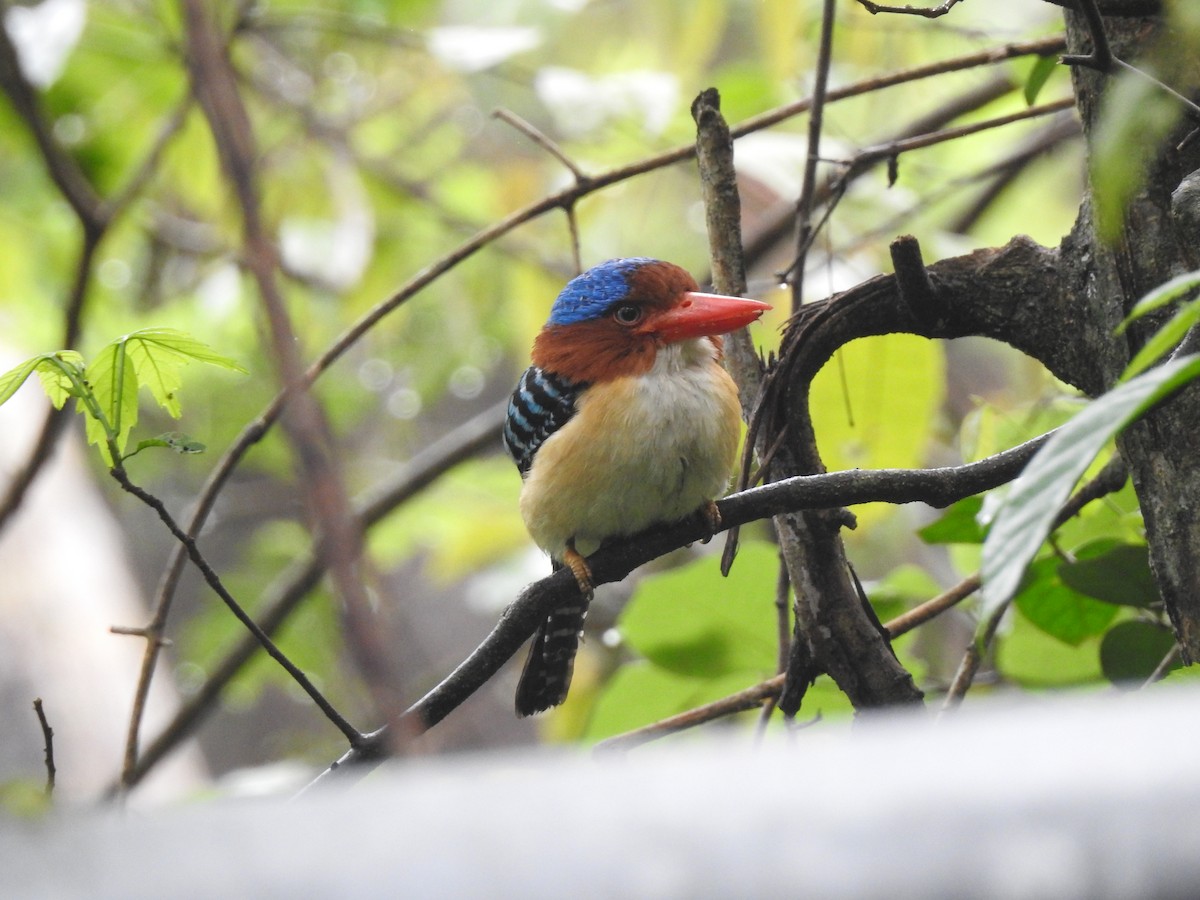 Banded Kingfisher (Banded) - ML619922092