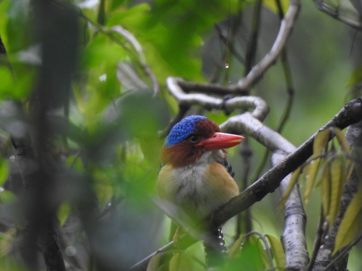 Banded Kingfisher (Banded) - ML619922093