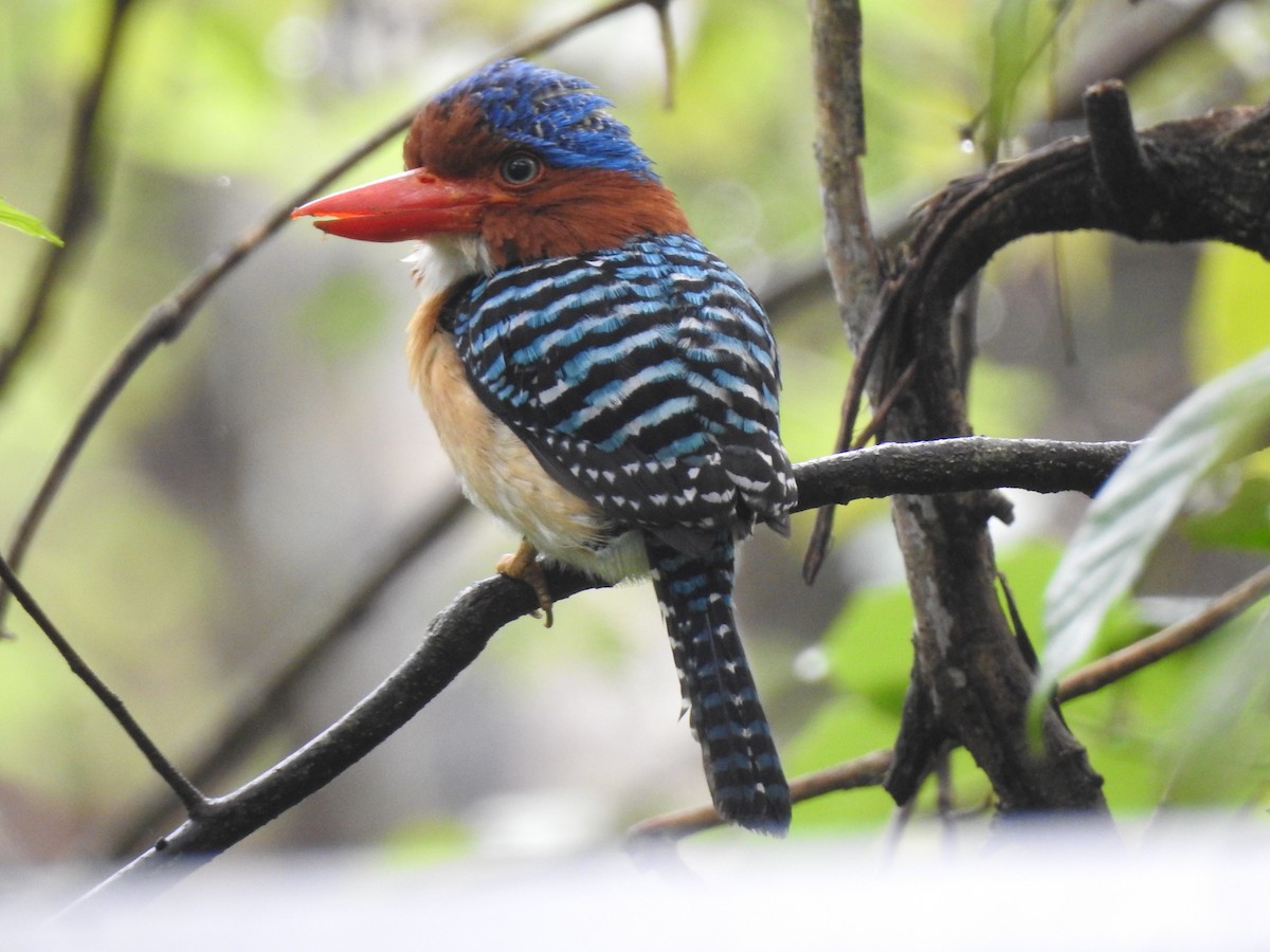 Banded Kingfisher (Banded) - ML619922095