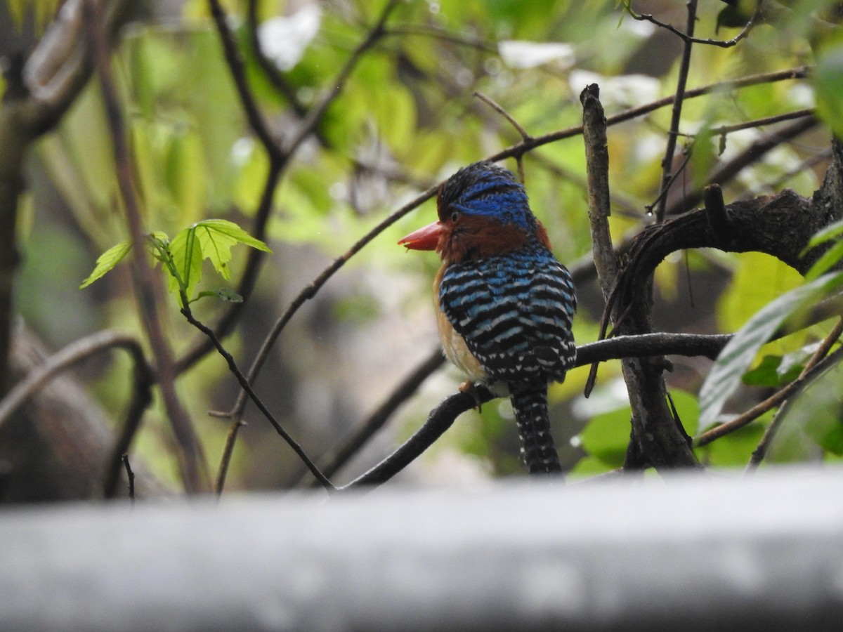 Banded Kingfisher (Banded) - ML619922096