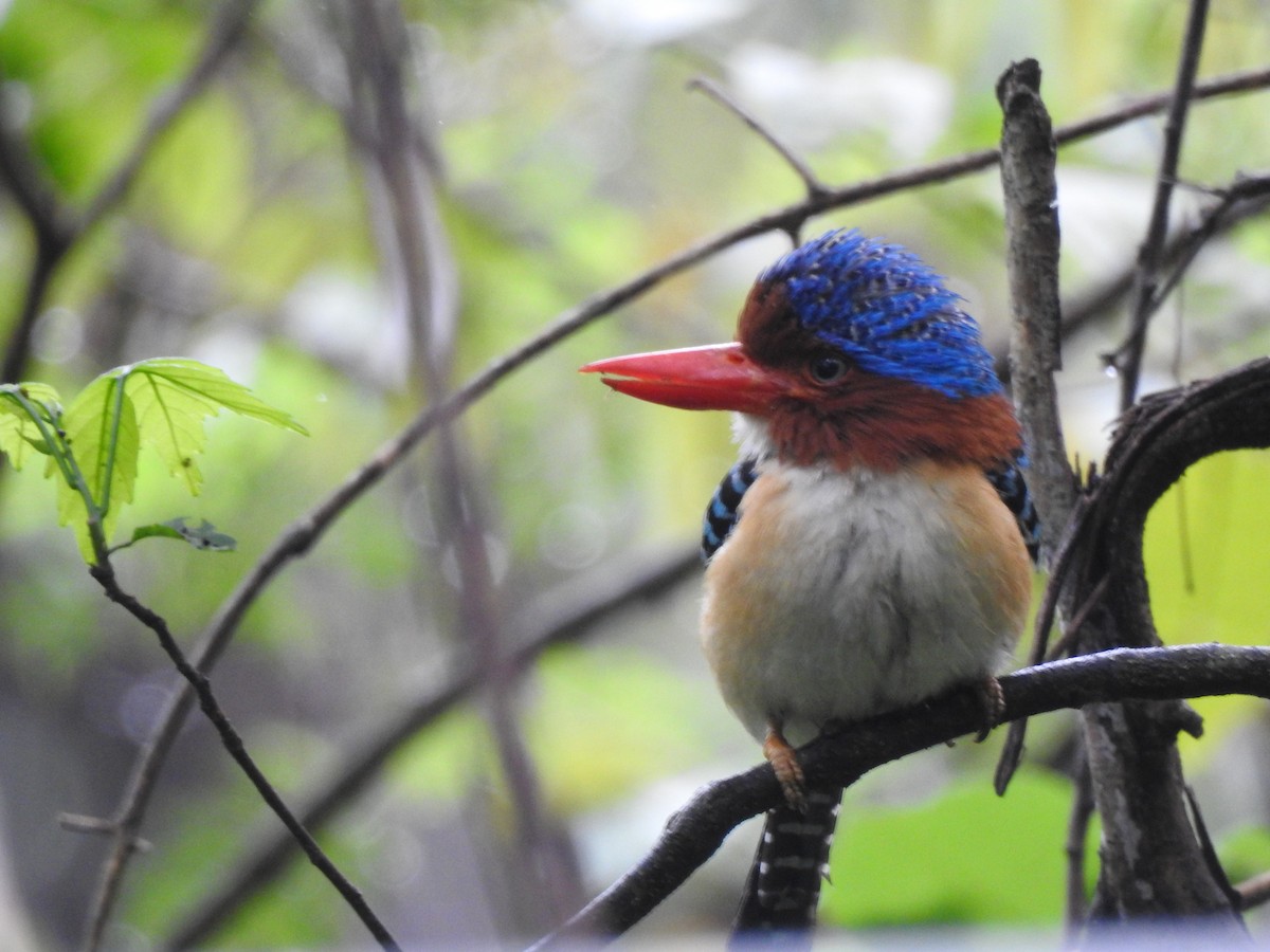 Banded Kingfisher (Banded) - ML619922097