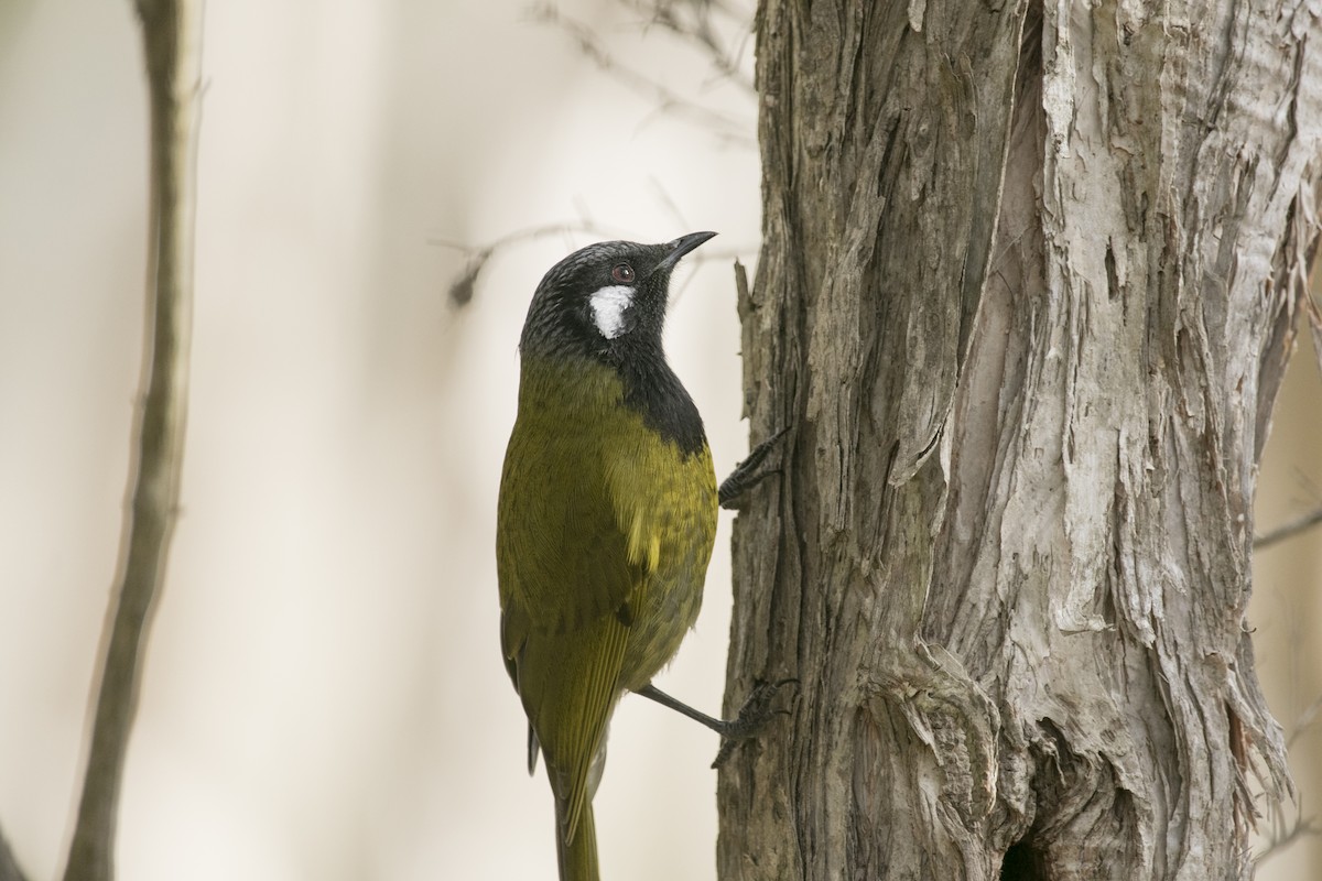 White-eared Honeyeater - ML619922101