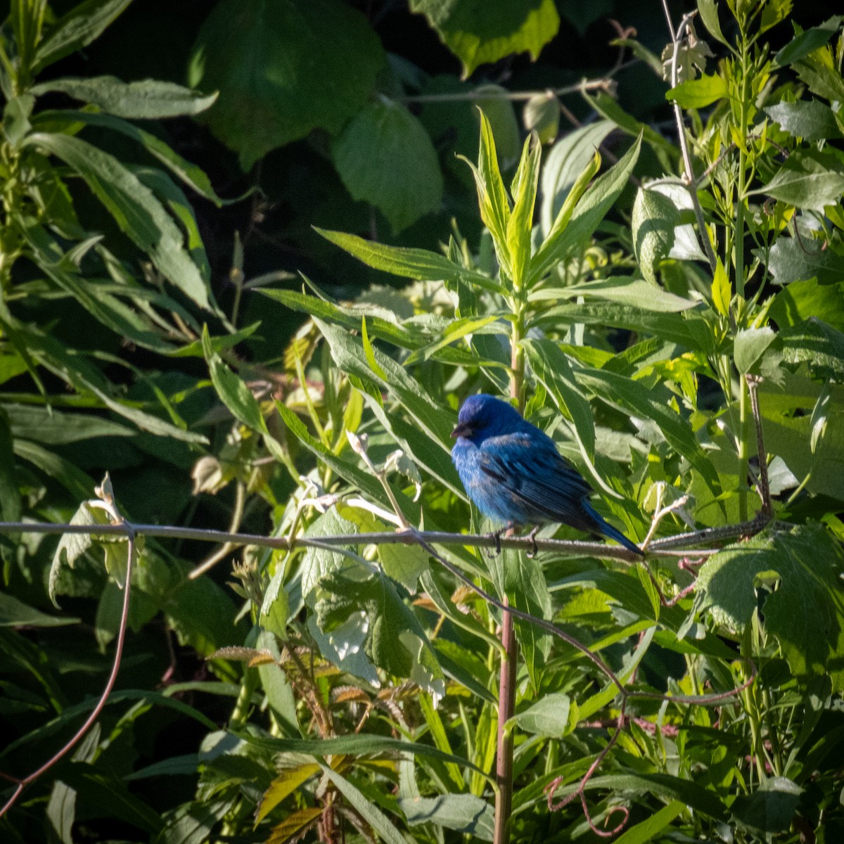 Indigo Bunting - ML619922104