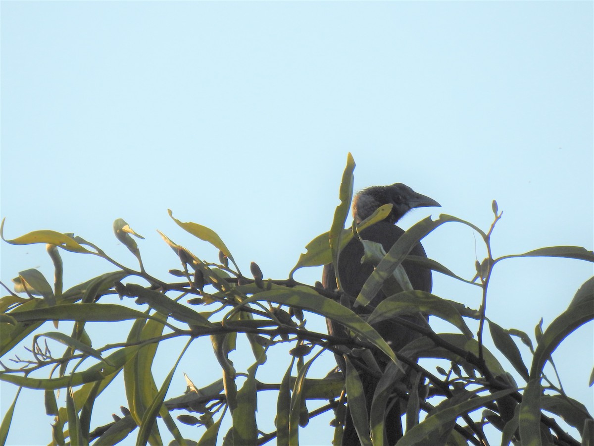 Helmeted Friarbird - ML619922105
