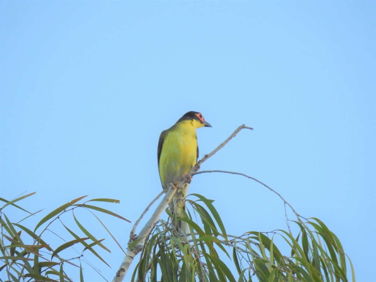 Australasian Figbird - ML619922108