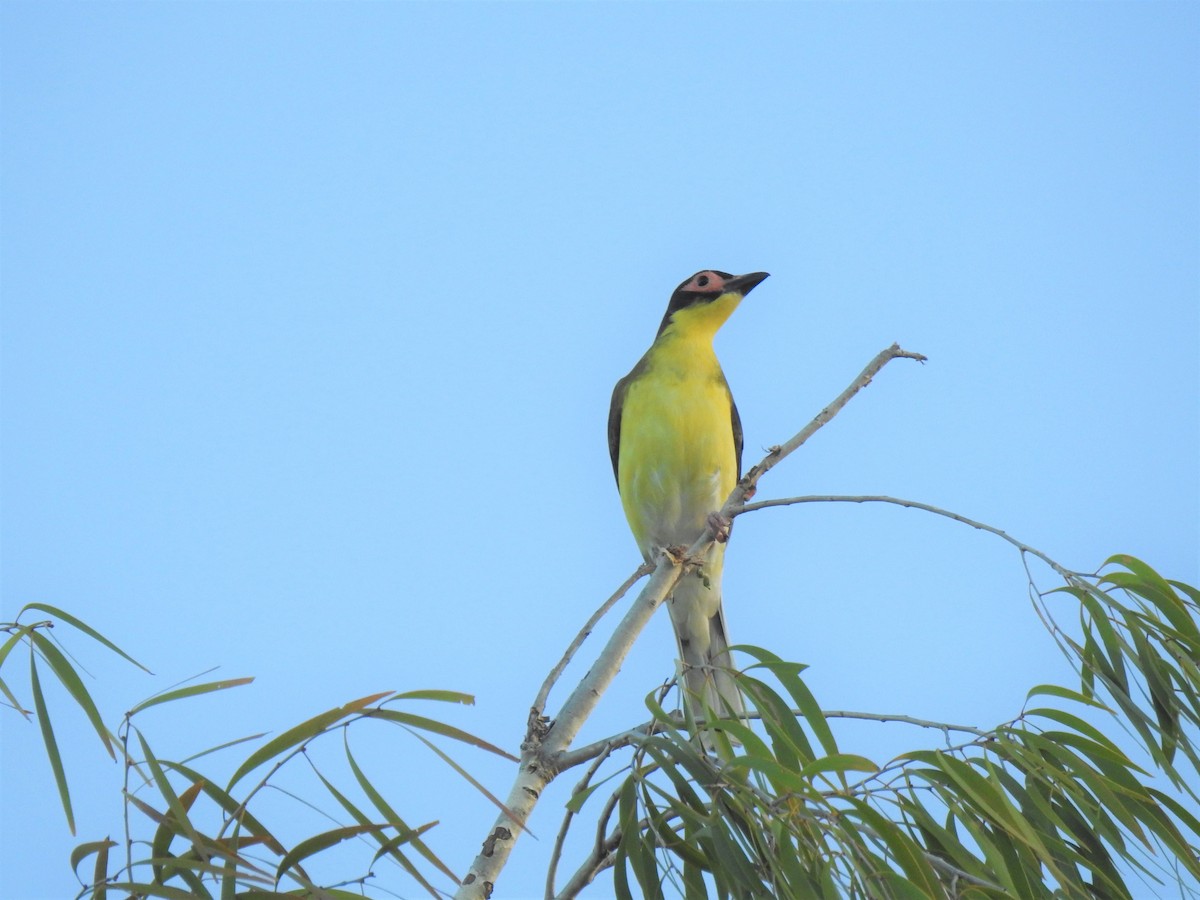 Australasian Figbird - ML619922109
