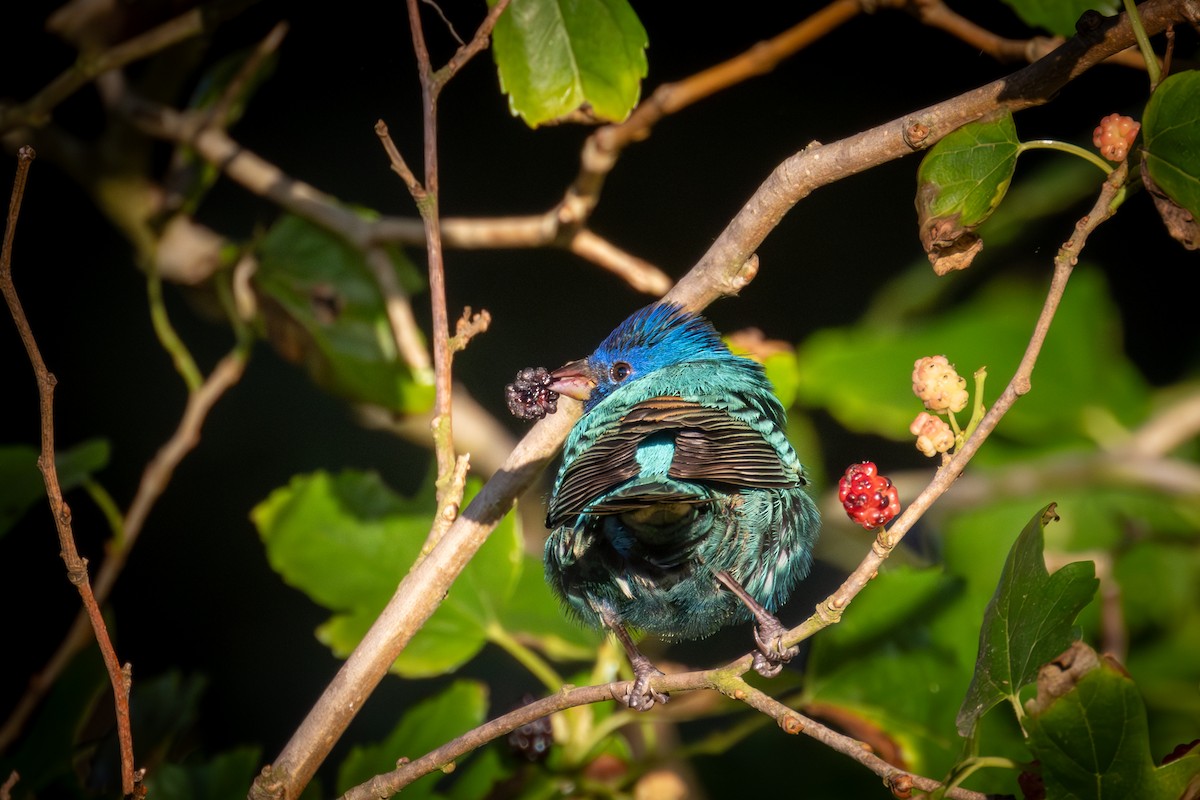 Indigo Bunting - ML619922112