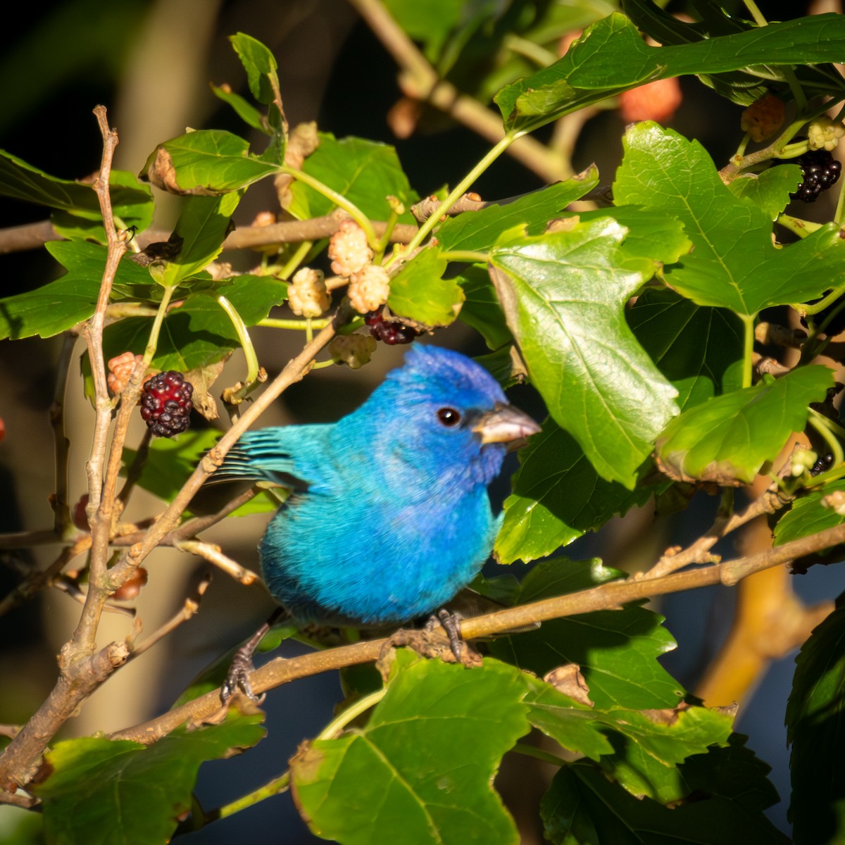 Indigo Bunting - ML619922116