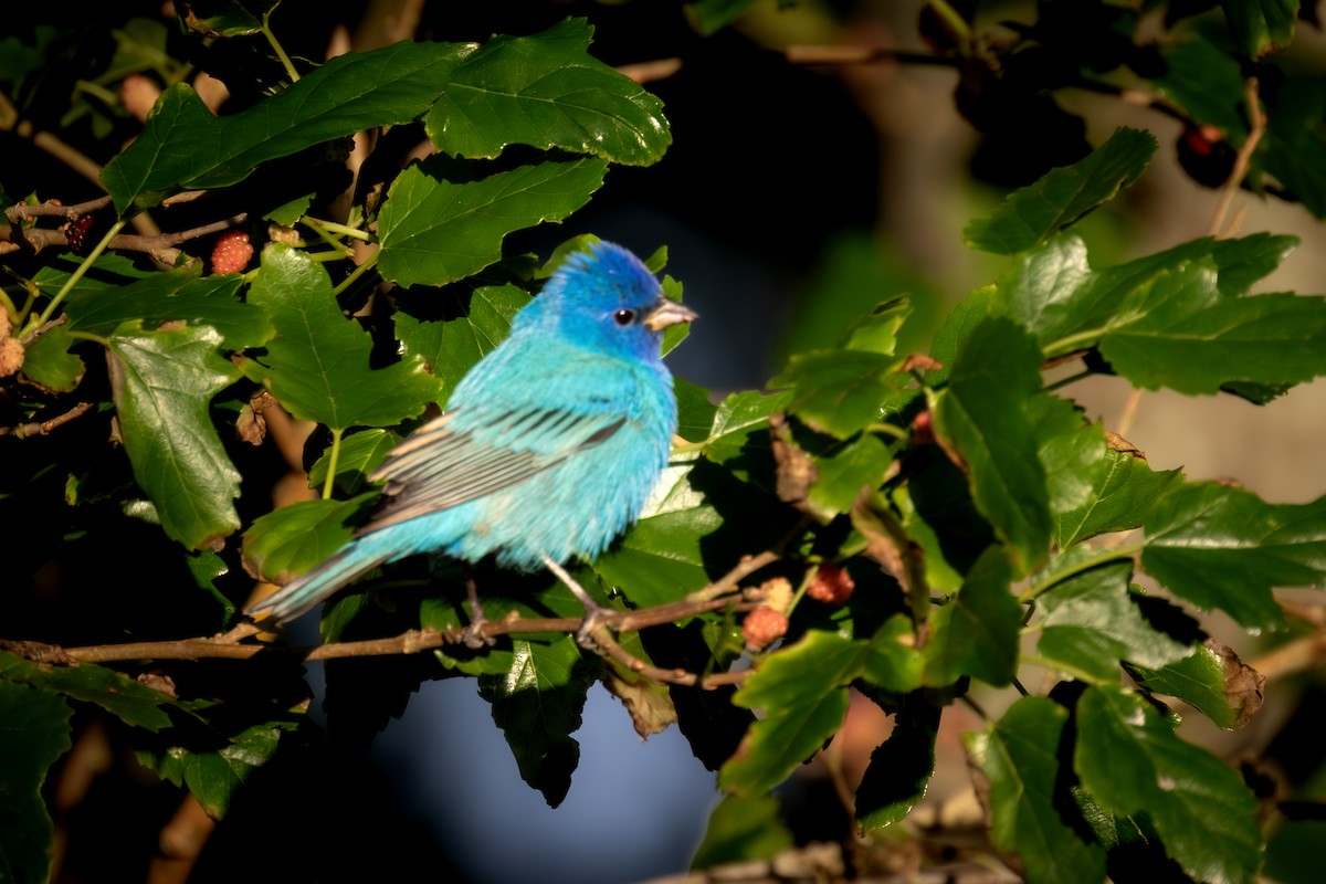 Indigo Bunting - ML619922117