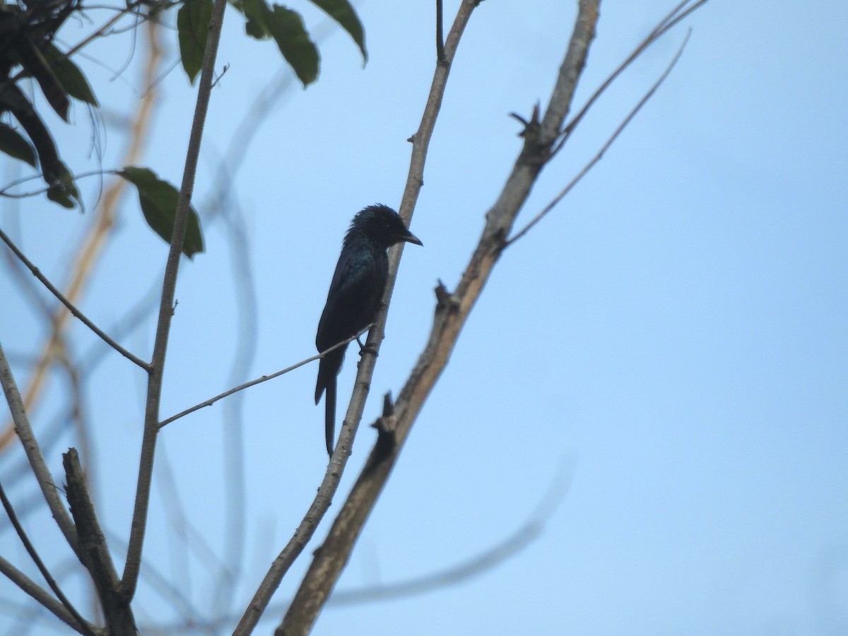 Bronzed Drongo - ML619922118