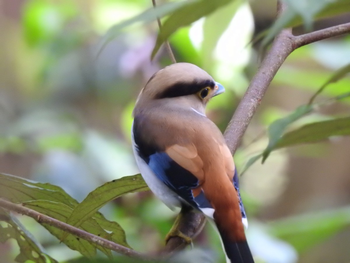 Silver-breasted Broadbill - ML619922123