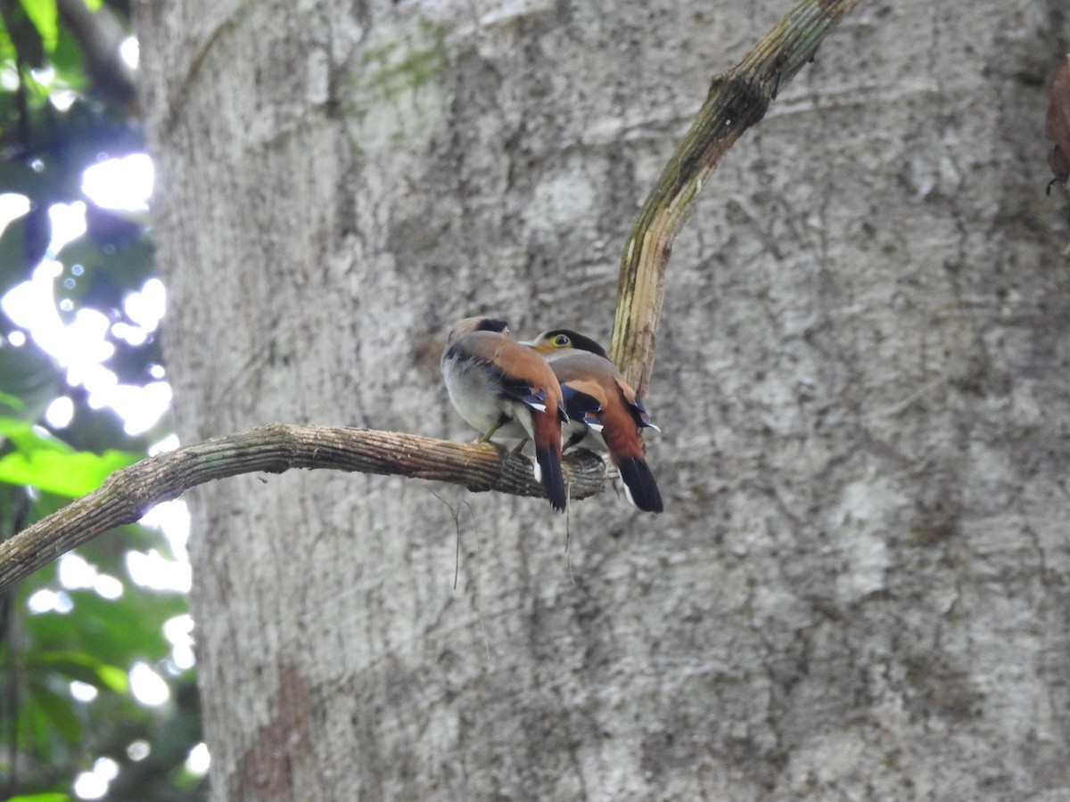 Silver-breasted Broadbill - ML619922124