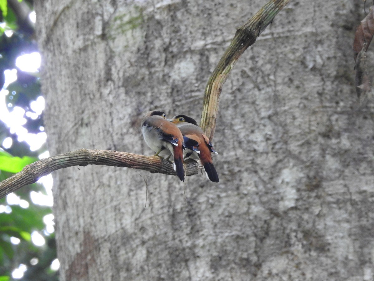 Silver-breasted Broadbill - ML619922125