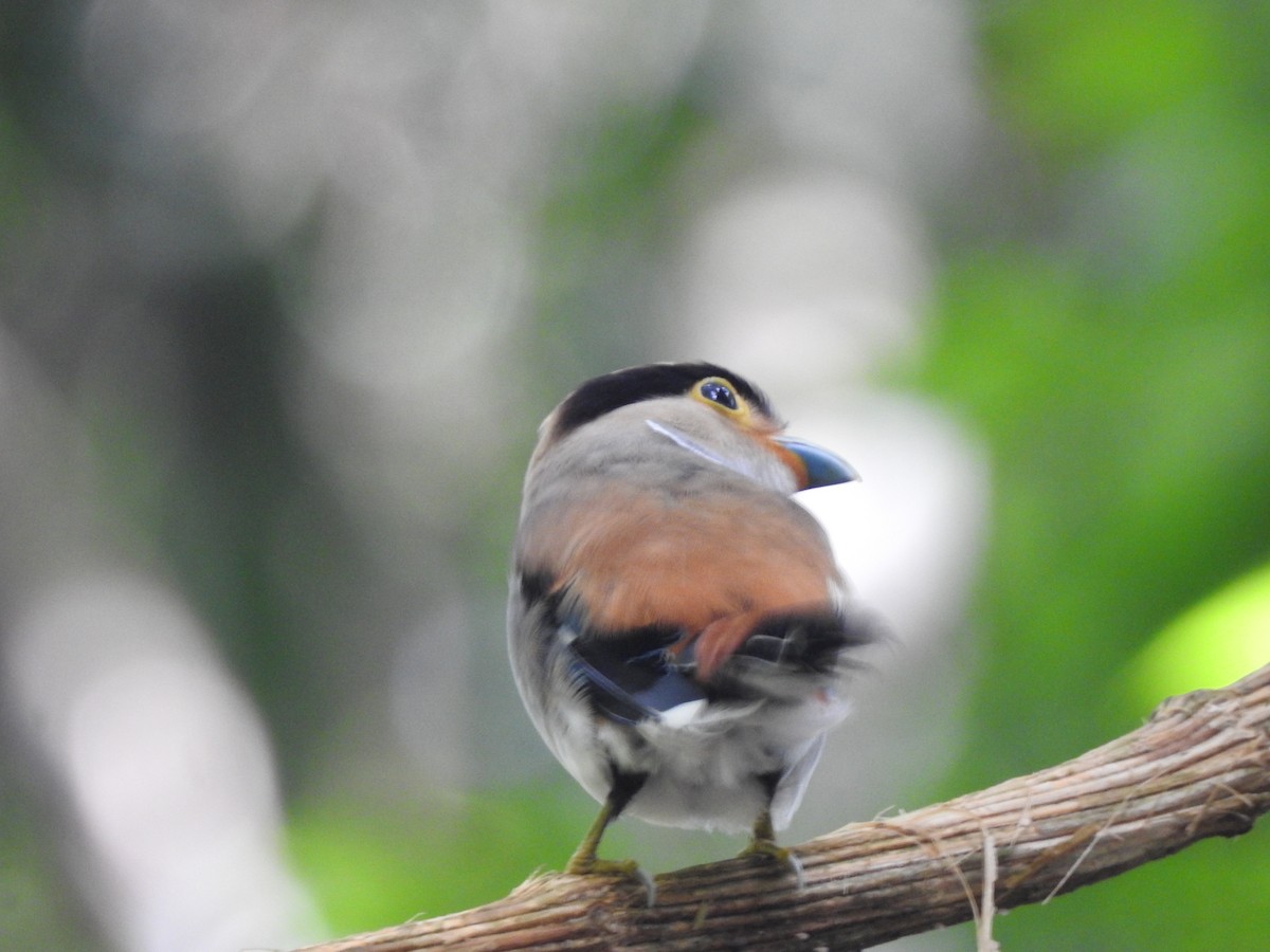 Silver-breasted Broadbill - ML619922129