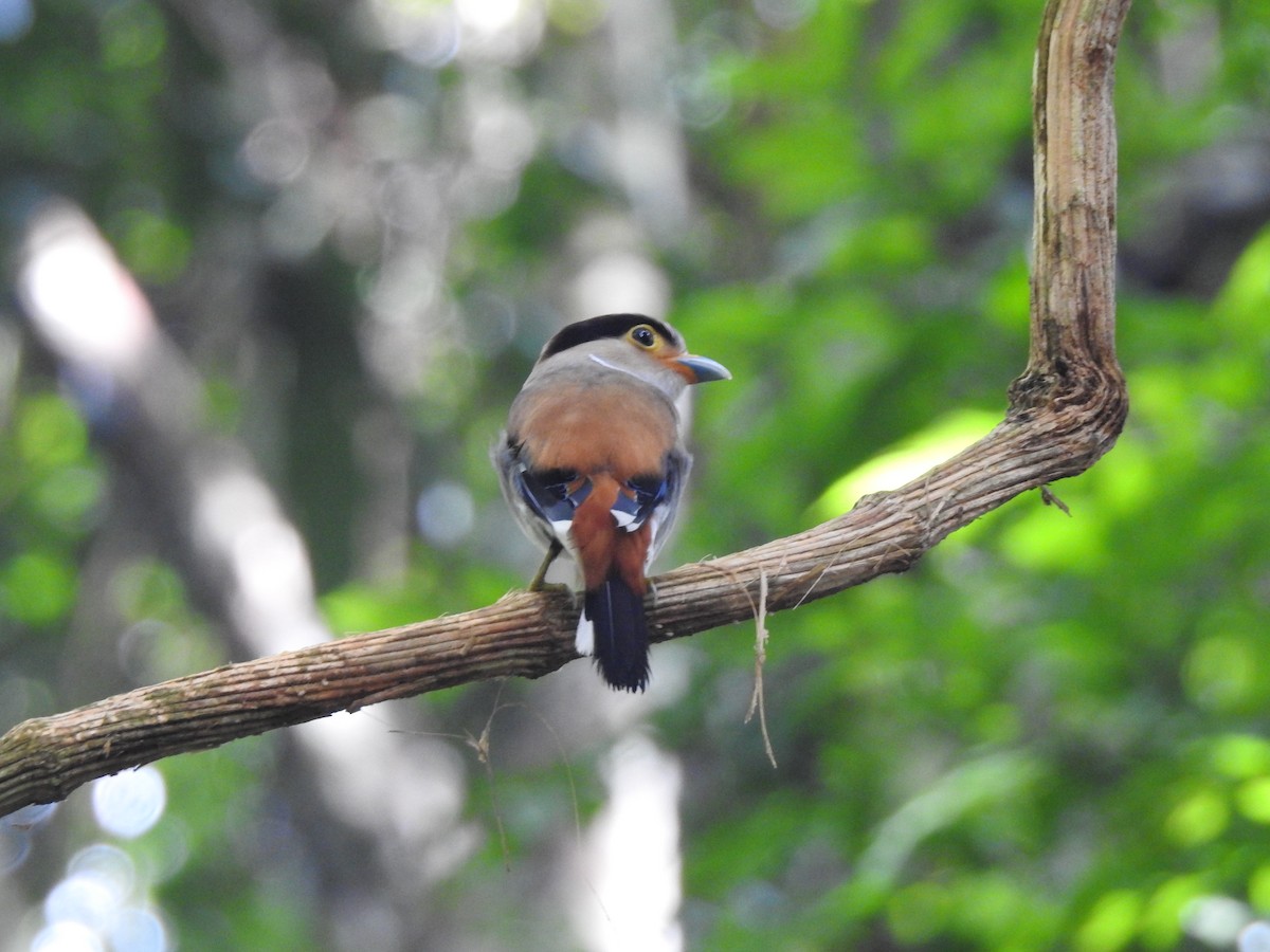 Silver-breasted Broadbill - ML619922131