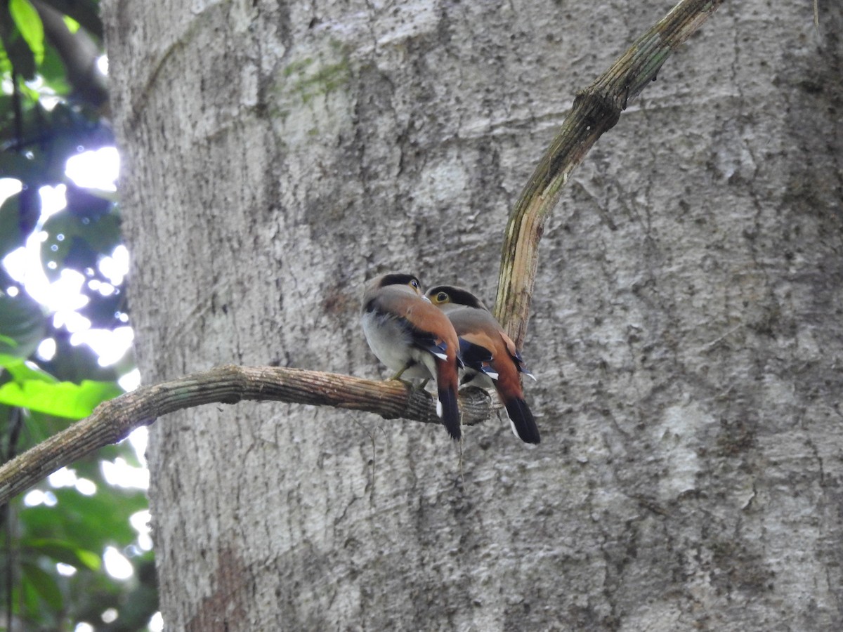 Silver-breasted Broadbill - ML619922132