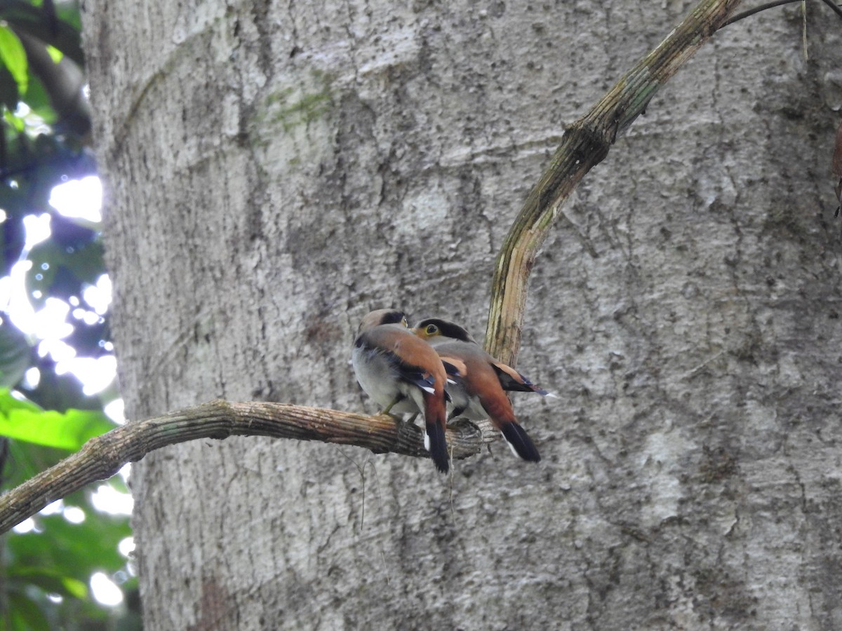 Silver-breasted Broadbill - ML619922134