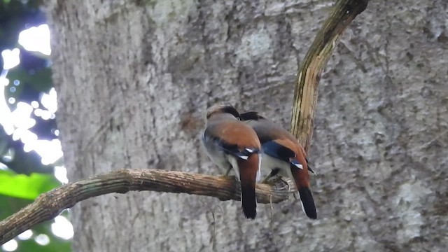 Silver-breasted Broadbill - ML619922135