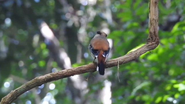 Silver-breasted Broadbill - ML619922137