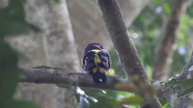 Banded Broadbill (Banded) - ML619922161
