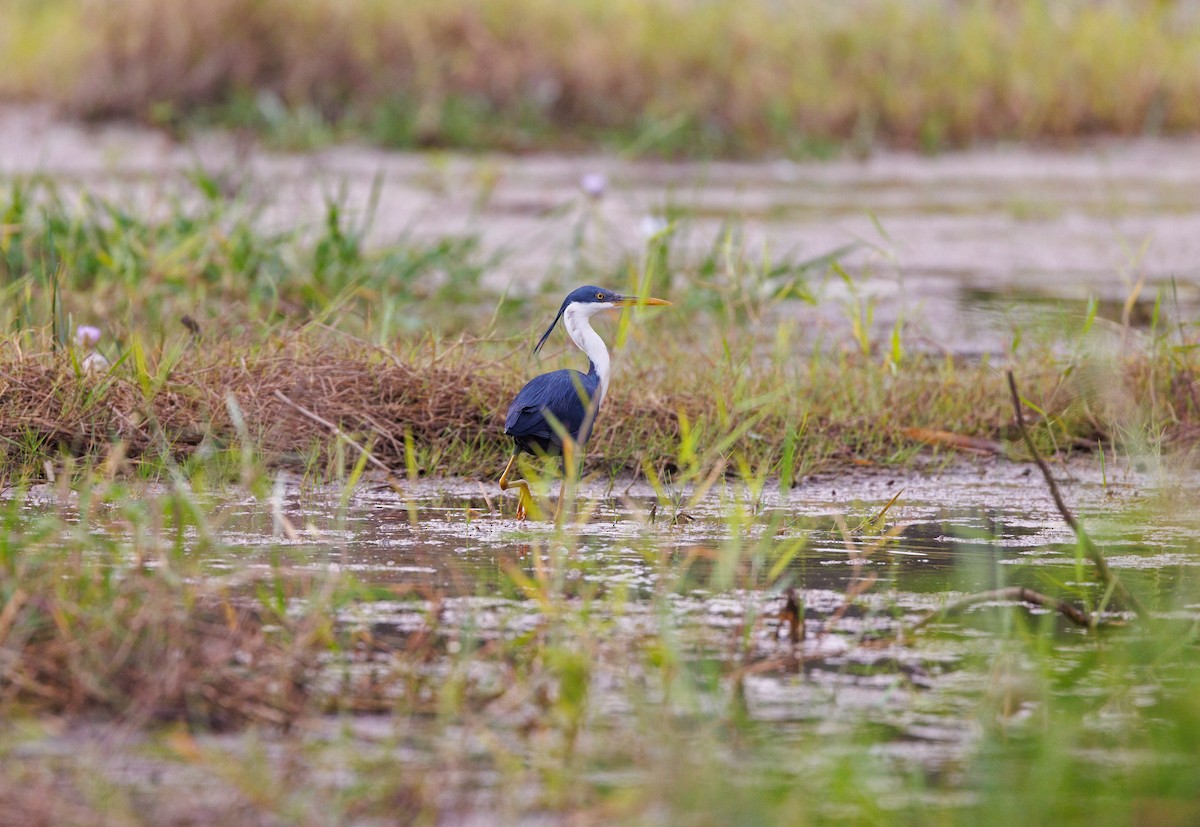 Pied Heron - ML619922163