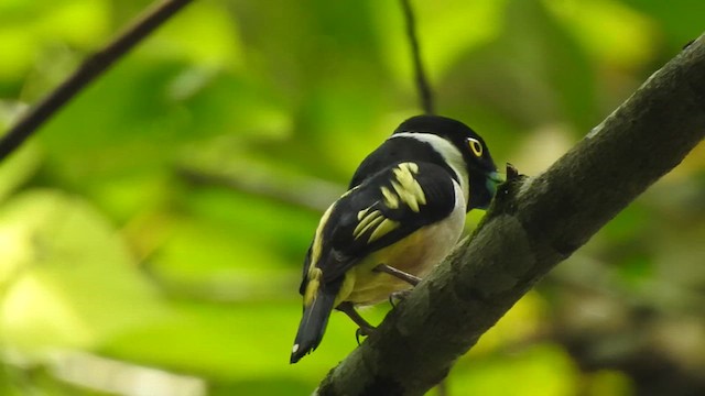 Black-and-yellow Broadbill - ML619922193