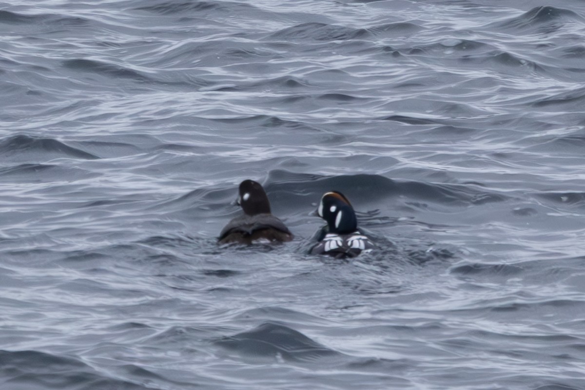 Harlequin Duck - ML619922199