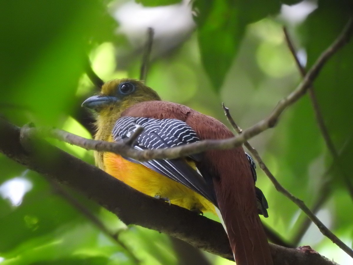 trogon oranžovoprsý - ML619922202