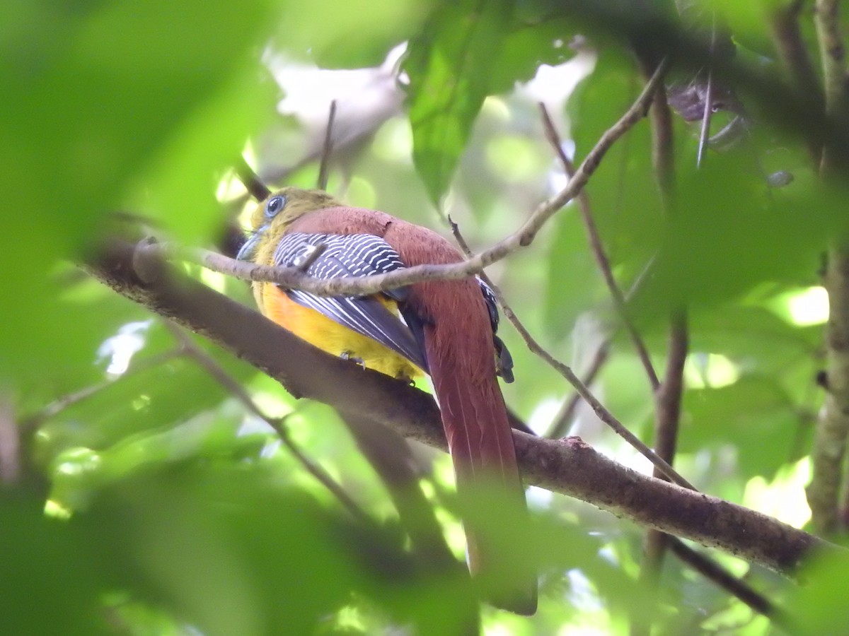 Turuncu Göğüslü Trogon - ML619922204