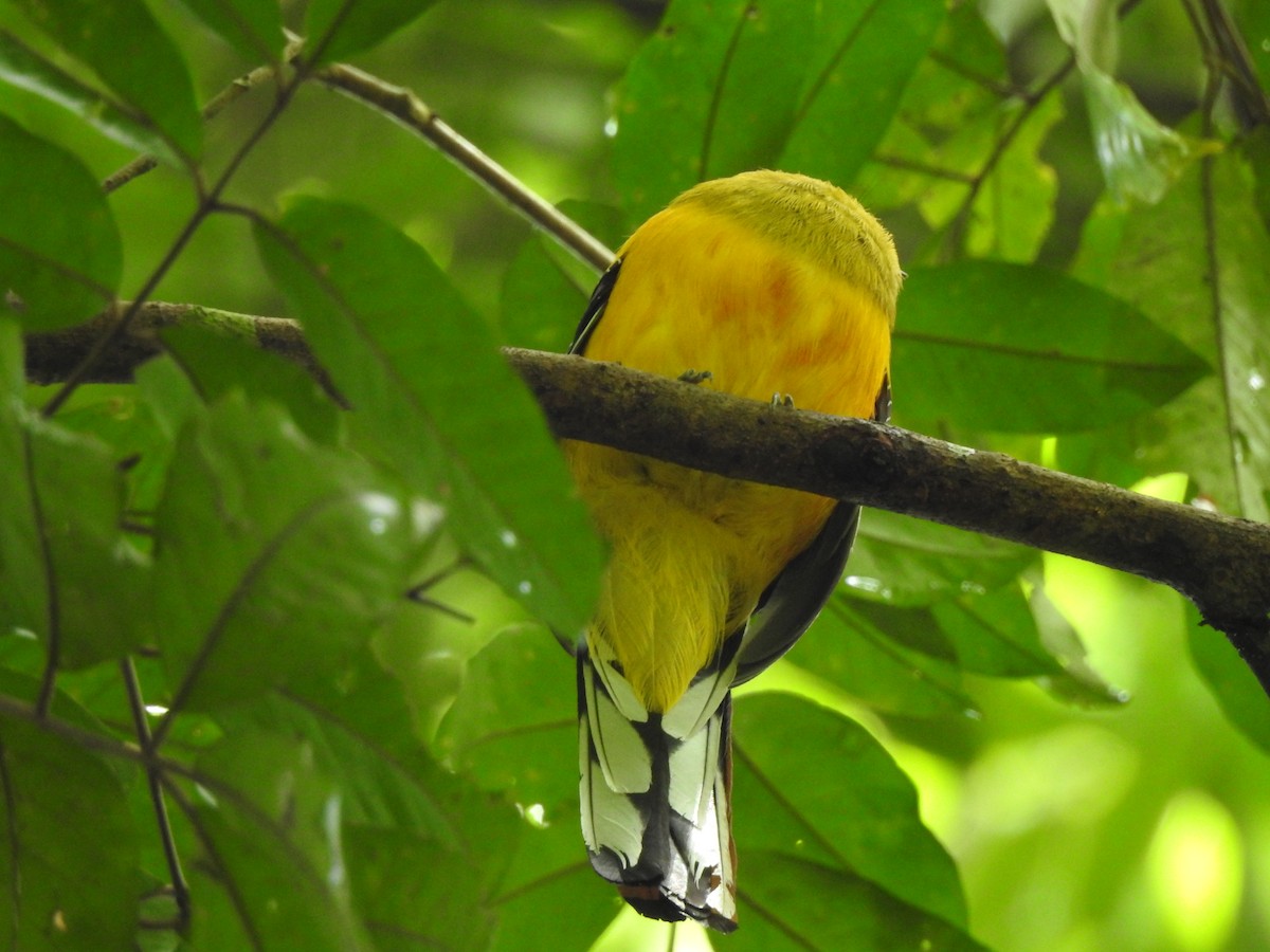 trogon oranžovoprsý - ML619922205