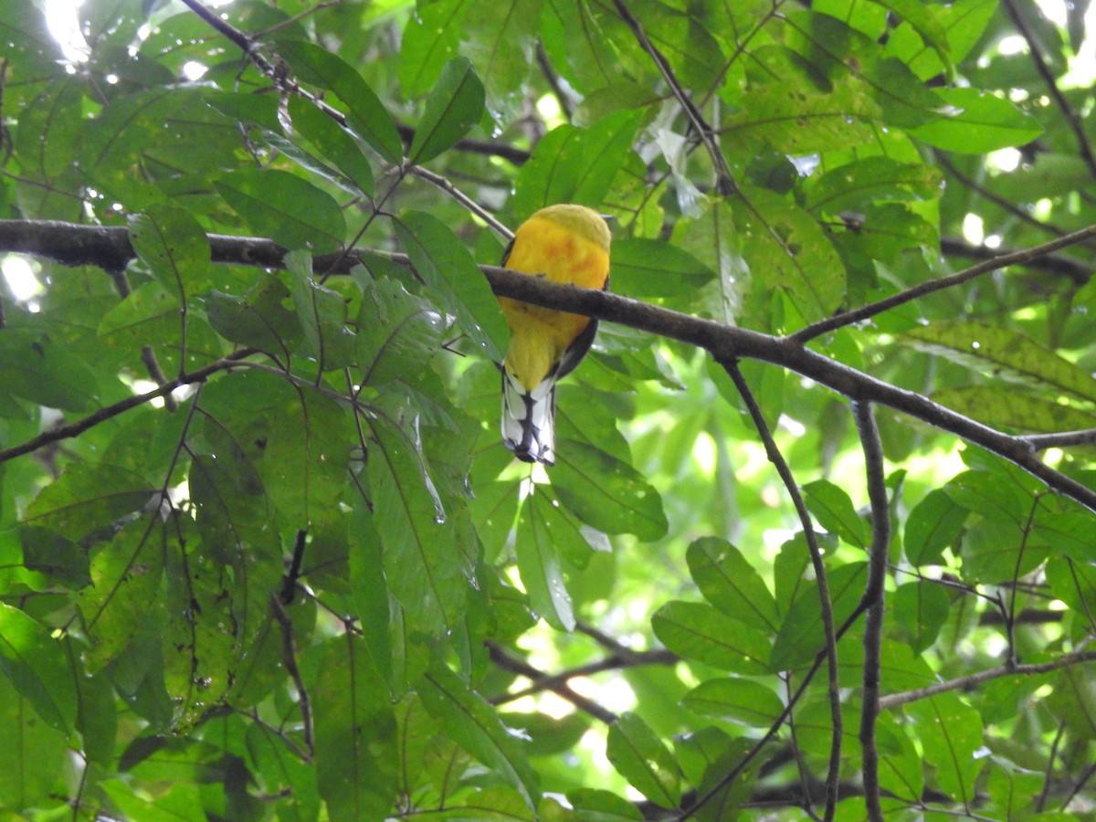 Trogon à poitrine jaune - ML619922206