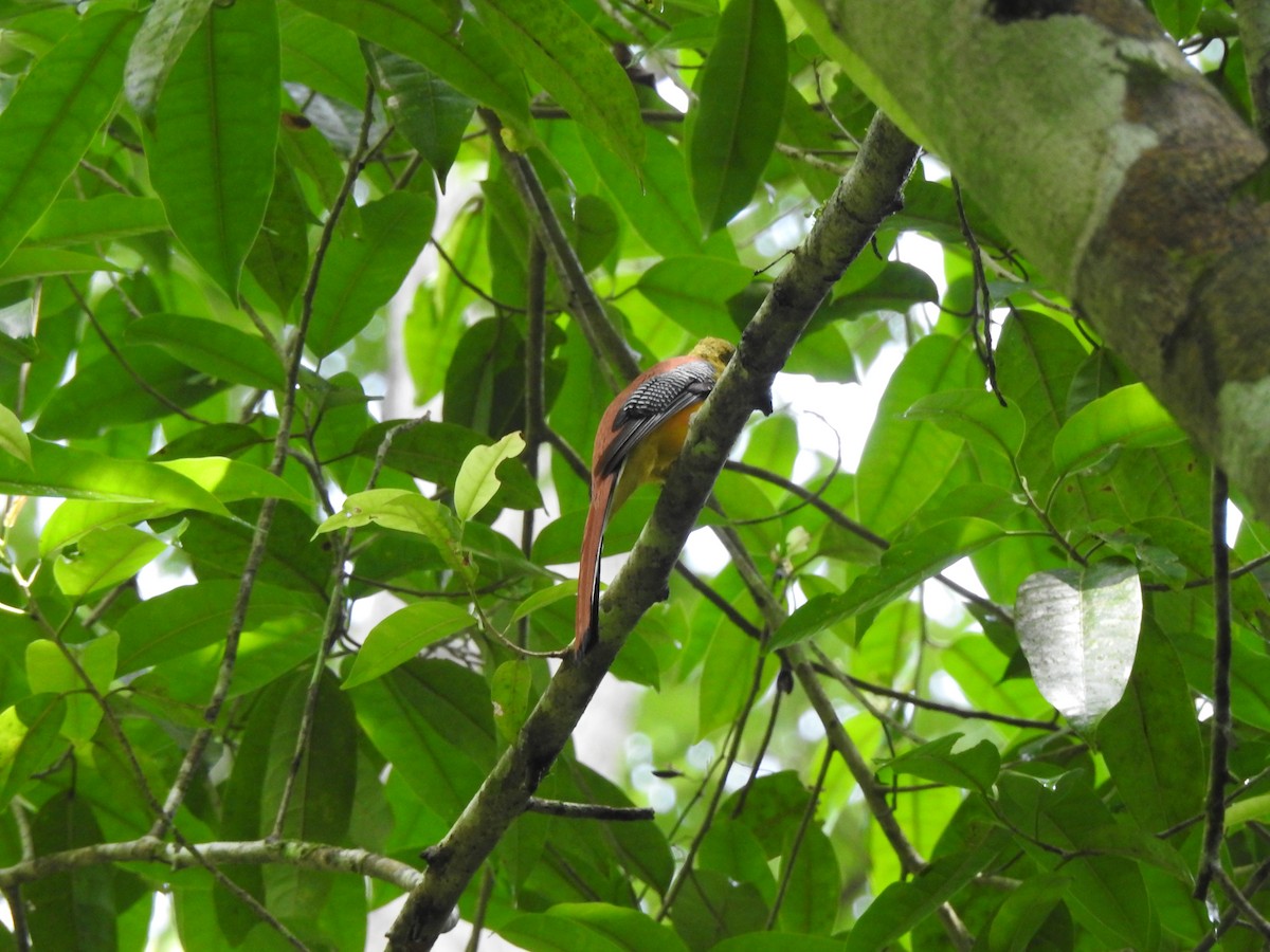 trogon oranžovoprsý - ML619922207