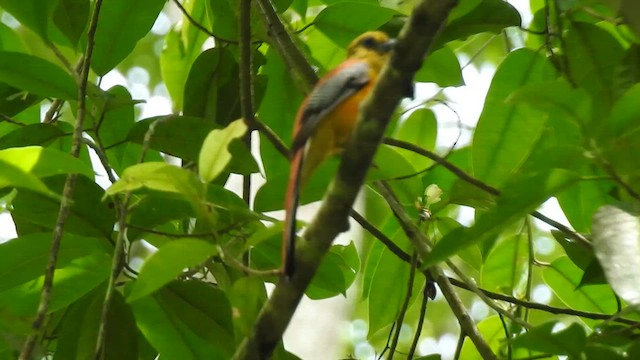 trogon oranžovoprsý - ML619922208