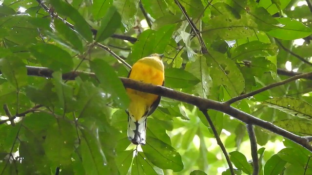 Turuncu Göğüslü Trogon - ML619922209