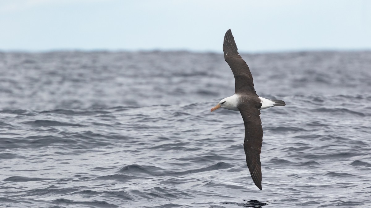 Black-browed Albatross (Campbell) - ML619922216