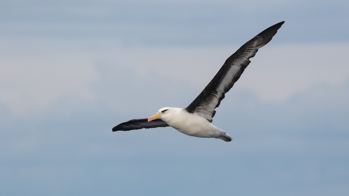 Kara Kaşlı Albatros (impavida) - ML619922218