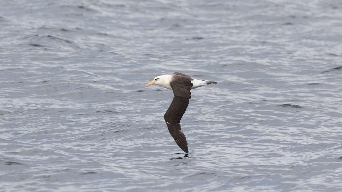 Black-browed Albatross (Campbell) - ML619922219