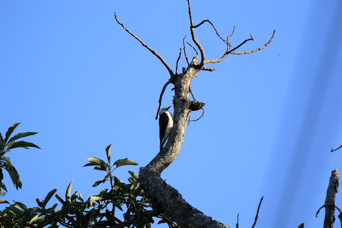 White Woodpecker - ML619922221