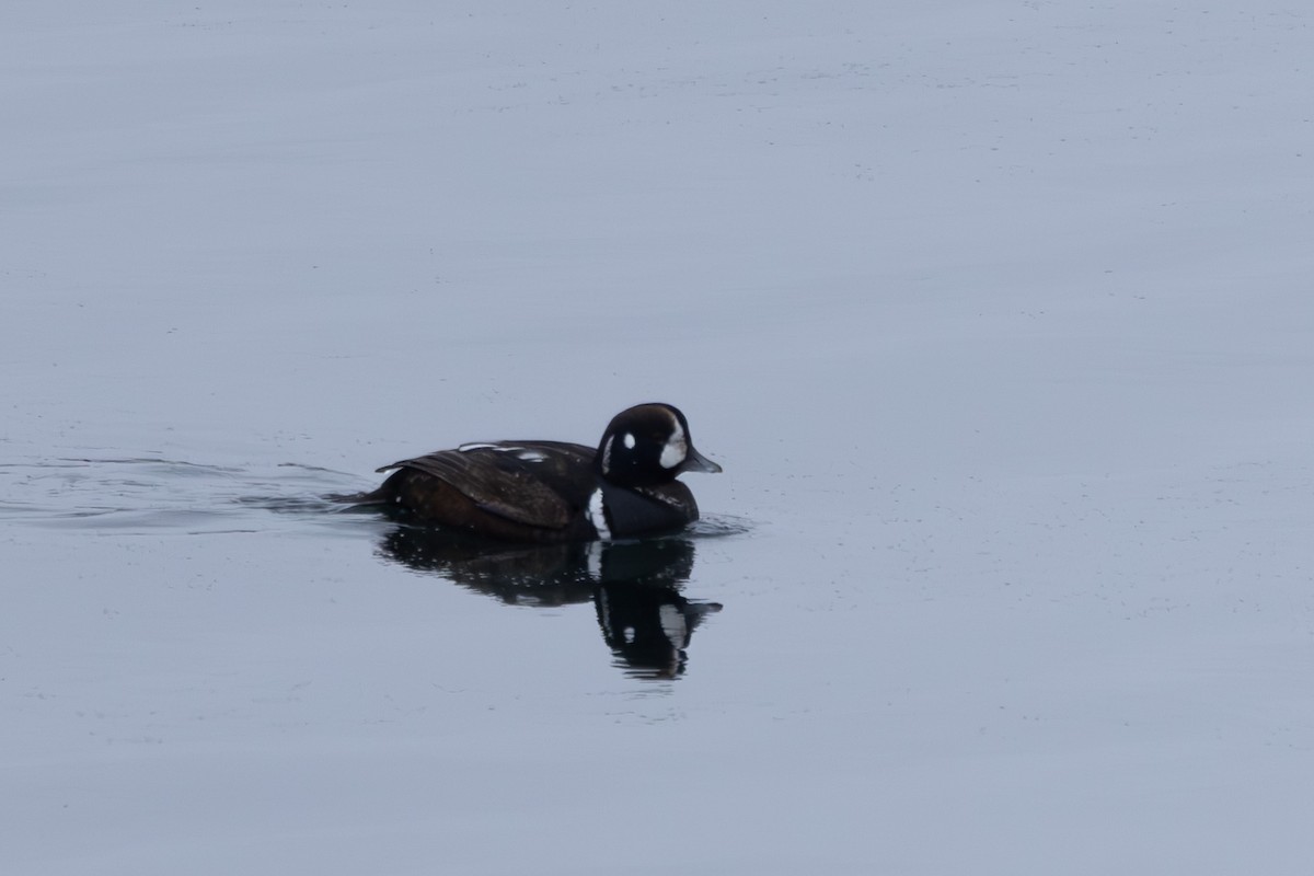 Harlequin Duck - ML619922223