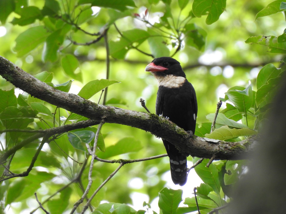 Dusky Broadbill - ML619922235