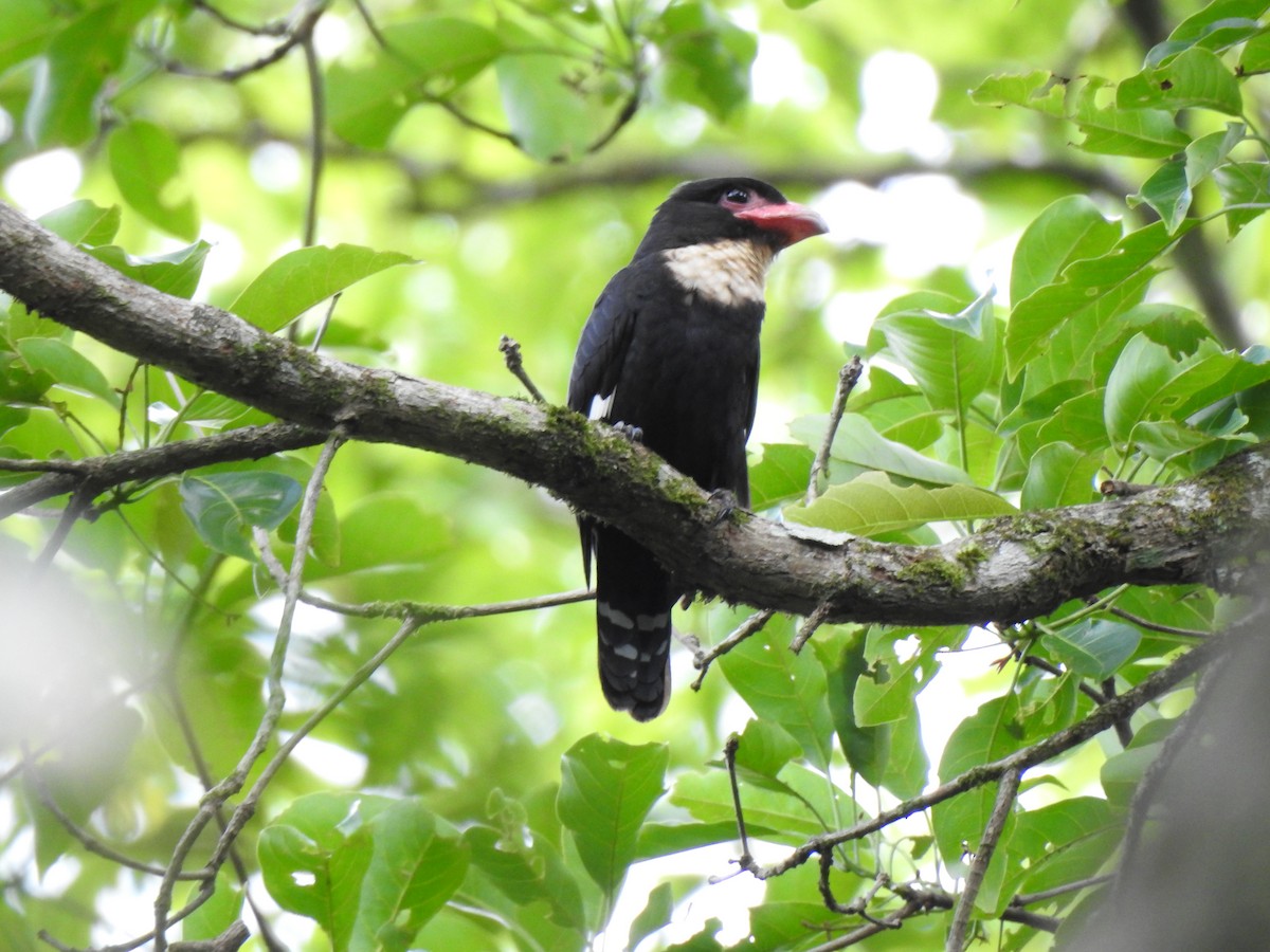 Dusky Broadbill - ML619922237