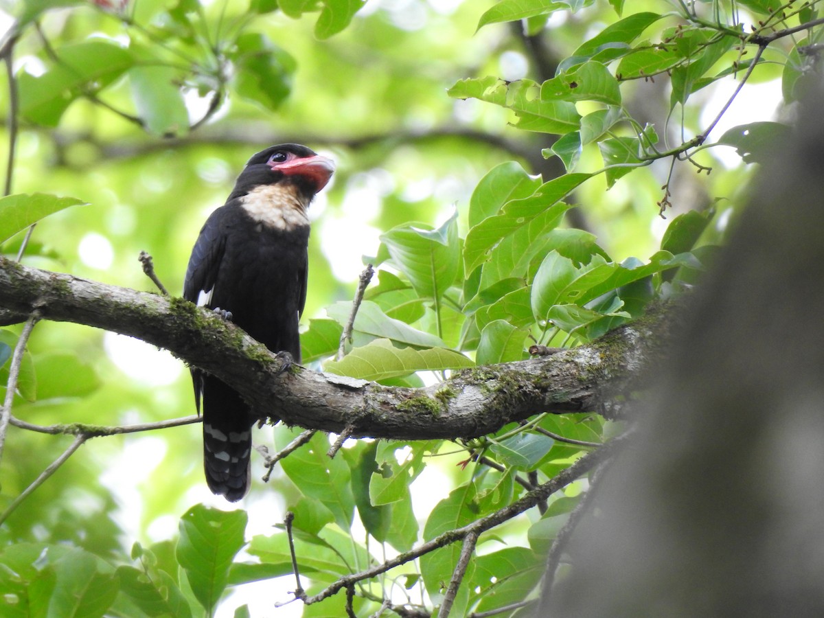 Dusky Broadbill - Francis D'Souza