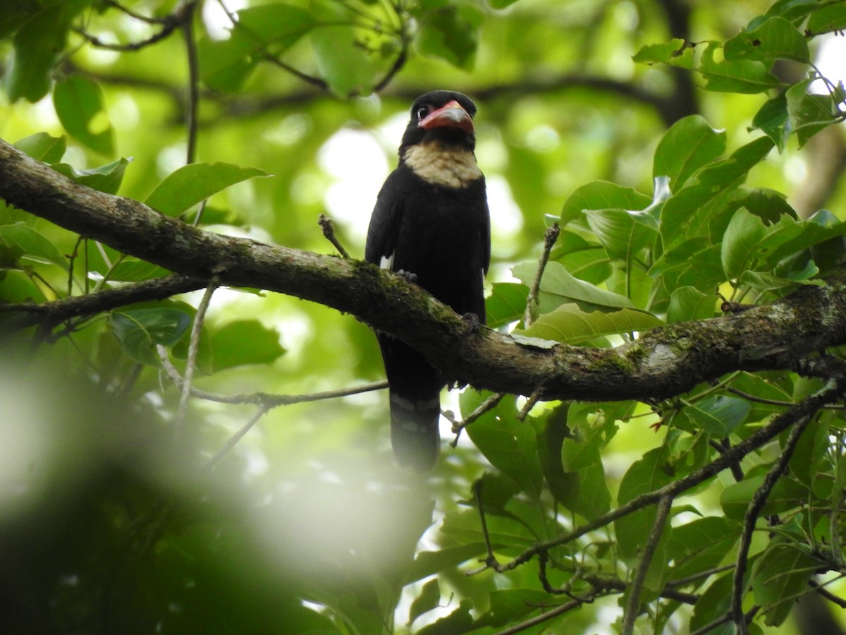 Dusky Broadbill - ML619922244